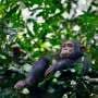 Nest‑building chimpanzees seem to anticipate future weather