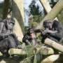 Chimpanzees react negatively to unfairness, especially when close partners are nearby