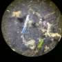 Researchers detect microplastics in fish larvae shortly after hatching