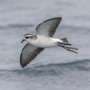Citizen science helps ID elusive seabird, paves way for more citizen-backed discoveries