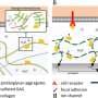 Conductive hydrogel enables electrical and biochemical signal control