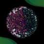Embryonic tissues can behave like fluids or solids to reshape cell fate signals