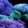 Heat‑resistant corals could help reefs adapt to climate change
