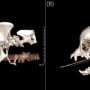 Dog's skull shape and body weight linked to spinal fluid disorder risk