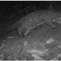 Critically endangered Chinese pangolin found in Nepal's sacred forest