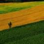 Precious drops: Spray helps crop farmers facing declining rainfall
