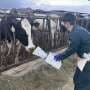 Dairy farms in California may transmit H5N1 virus through multiple sources