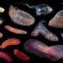 Decades of deep sea mining research show threat to seafloor creatures