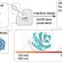 Designer proteins unlock near-infrared and SWIR glow for deeper tissue imaging