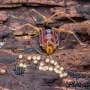 Devoted dads and citizen science: The evolution of parental care in harvestmen spiders is uncovered