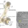 Discovery of furtivovirus advances understanding of giant virus evolution