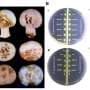 Under mushroom caps, 17-plus bacterial species help drive stubborn blotch disease