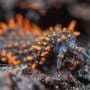 Soil food webs grow more varied in farmland and tropics, global analysis reveals