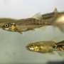 Dominant fish face higher microplastic risk than subordinates in social groups