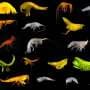 Dozens of deep-sea species discovered as new crustaceans named