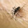 Why are some people mosquito magnets? Clues are emerging
