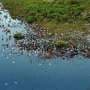 Easily overlooked small wetlands are a big source of global methane