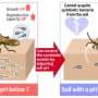 How soil pH shapes rice stink bug outbreaks by controlling key bacteria