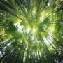 Radical shifts to sustainability call for a new kind of legal thinking, researchers argue