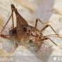 Ever seen a cave cricket? Australia now has three new species of these spindly, spider-like creatures