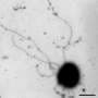 Dead Sea archaea sport reinforced swimming tail for hypersalty waters