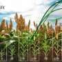 For crop breeders, growth curves built on drone data reveal timing and duration of genetic effects
