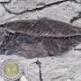 Fossil fishes buried in the desert reveal a missing chapter in marine history