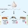 From pantry to pest control: Garlic kills the mood for mosquitoes as well