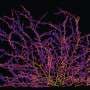 Fungal highways are vast, yet hidden underground—new study