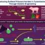 Genetically engineering cyanobacteria for the production of sulfated polysaccharide