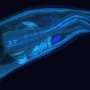 Genetically modified hookworms produce and deliver therapeutics