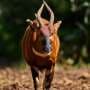 'Ghost of the forest' returns to Kenya as conservationists reintroduce rare antelope into the wild