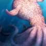 Giant octopuses may have ruled the oceans 100 million years ago