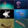 Giant squid among rare and elusive marine life detected off Western Australia's coast