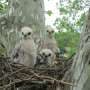 Girl power: Red-shouldered hawk parents invest more in female offspring