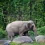 Happy, who taught researchers that elephants can recognize themselves, is euthanized at Bronx Zoo