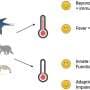 Heat and cold alter how animals fight disease. As the climate changes, this knowledge may be vital