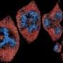 Hi-res microscopes give biologists petabytes of data. Scientists are creating an AI assistant to make sense of it
