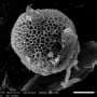 Hidden changes in plant reproduction reveal new clues about evolution of self-fertilization