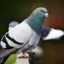 How homing pigeons keep navigation simple when winging their way home together