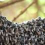 Social honey bees stay cool: How groups mitigate heat-triggered hormone spikes