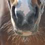 Study finds airborne testing could help spot equine herpesvirus at major events