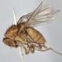 How a strange fruit fly became a bloodthirsty underwater hunter