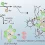How 'asymmetric alloying' is creating the next generation of luminescent materials