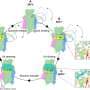 How bacteria survive with almost no oxygen— and why blocking one enzyme could aid new antibiotics