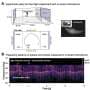 Bats create 'silent frequency zones' to detect prey in noisy flight, researchers reveal