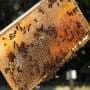 Cities rethink beekeeping as honeybee boom may strain wild bees