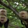 When strength in numbers stops working: Climate extremes rewrite monkey society in Costa Rica