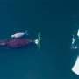 How do you know a bowhead whale is feeding? It's all in the way it moves, shows study