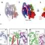 Cryo-EM imaging reveals how the body stops bleeding
